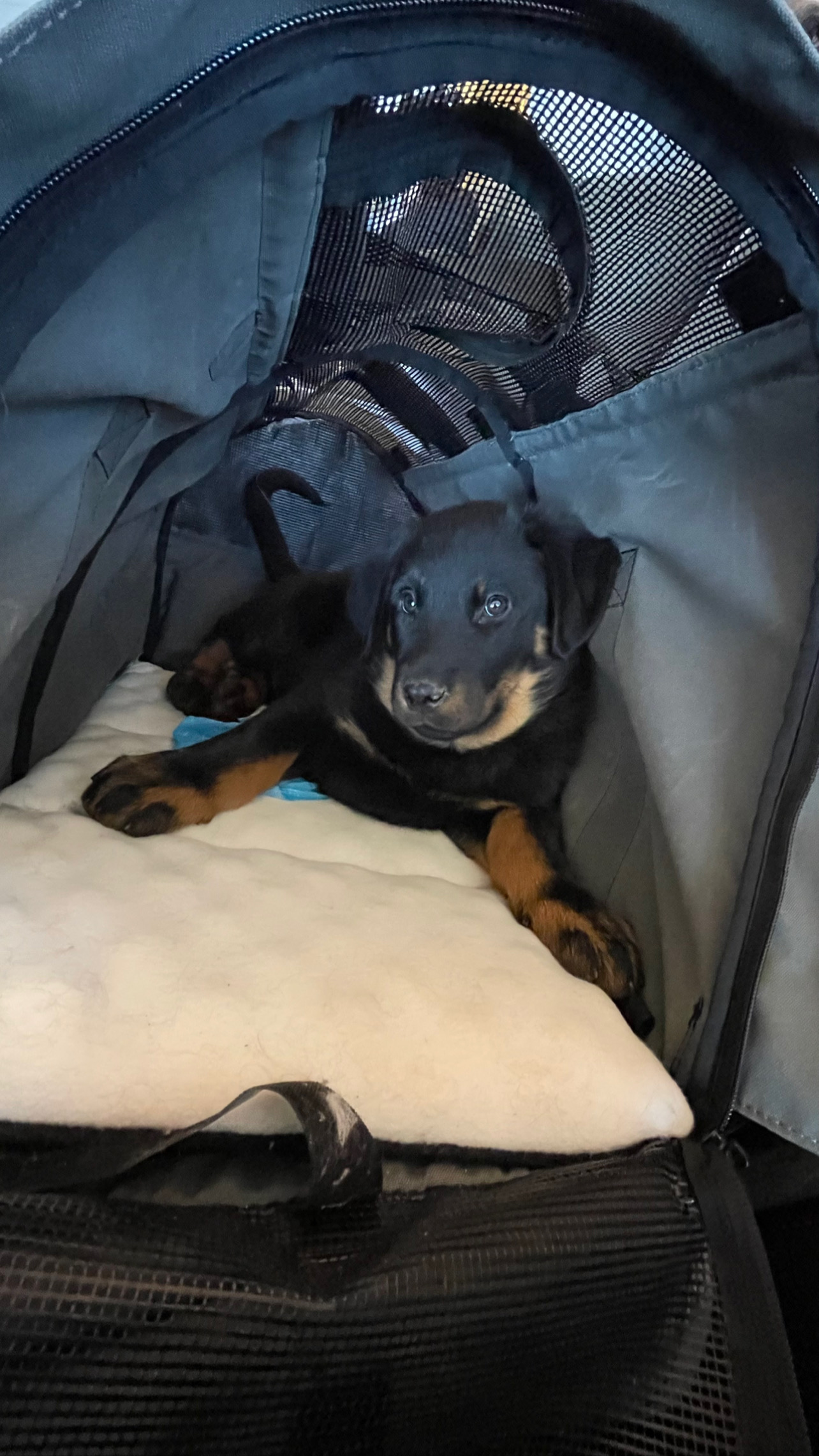 Flight Pet Nanny transporting a Beauceron puppy from Lyon, France to Phoenix, AZ
