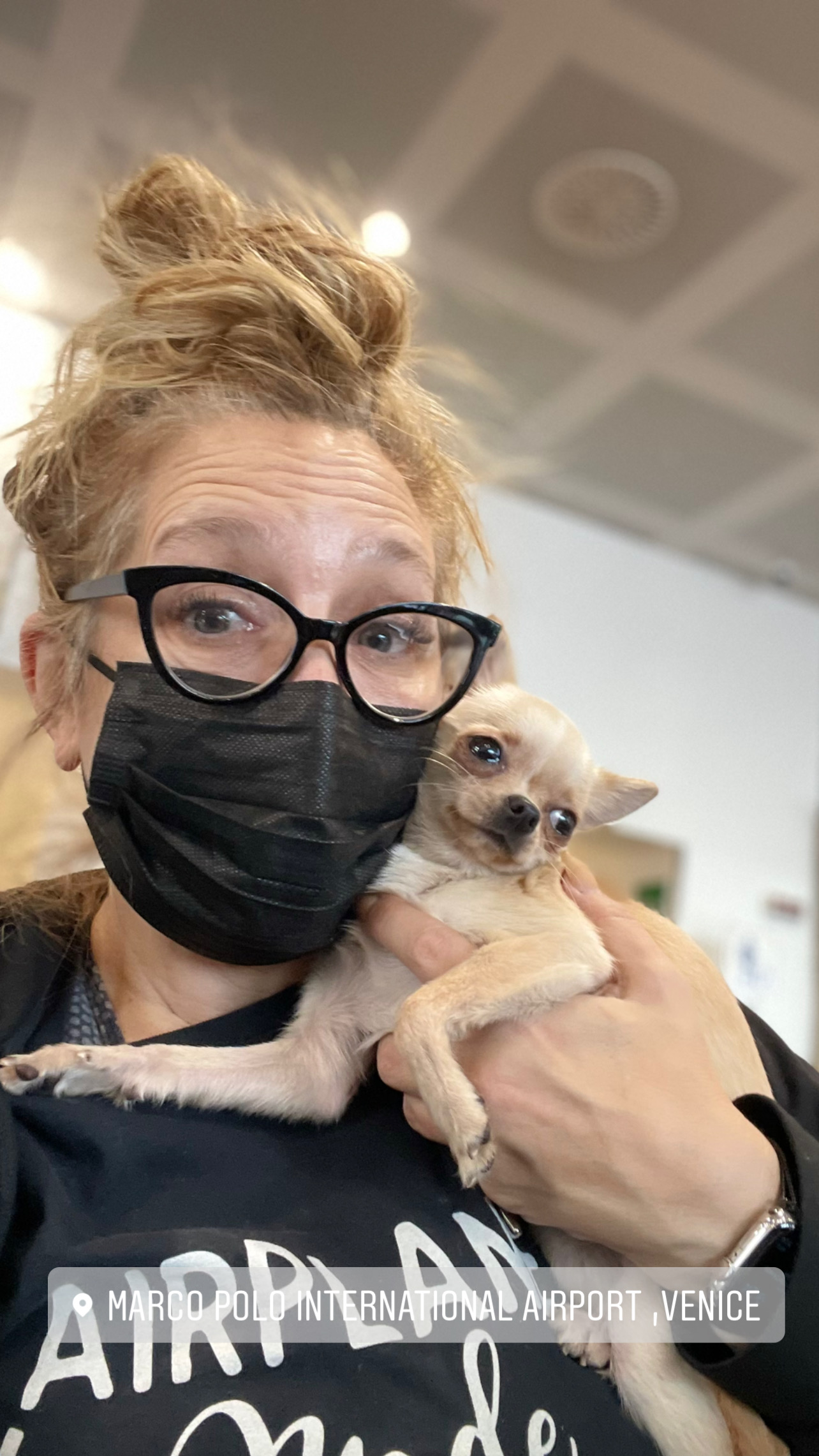 Flight Pet Nanny transporting a Chihuahua from Venice, Italy to San Juan, Puerto Rico