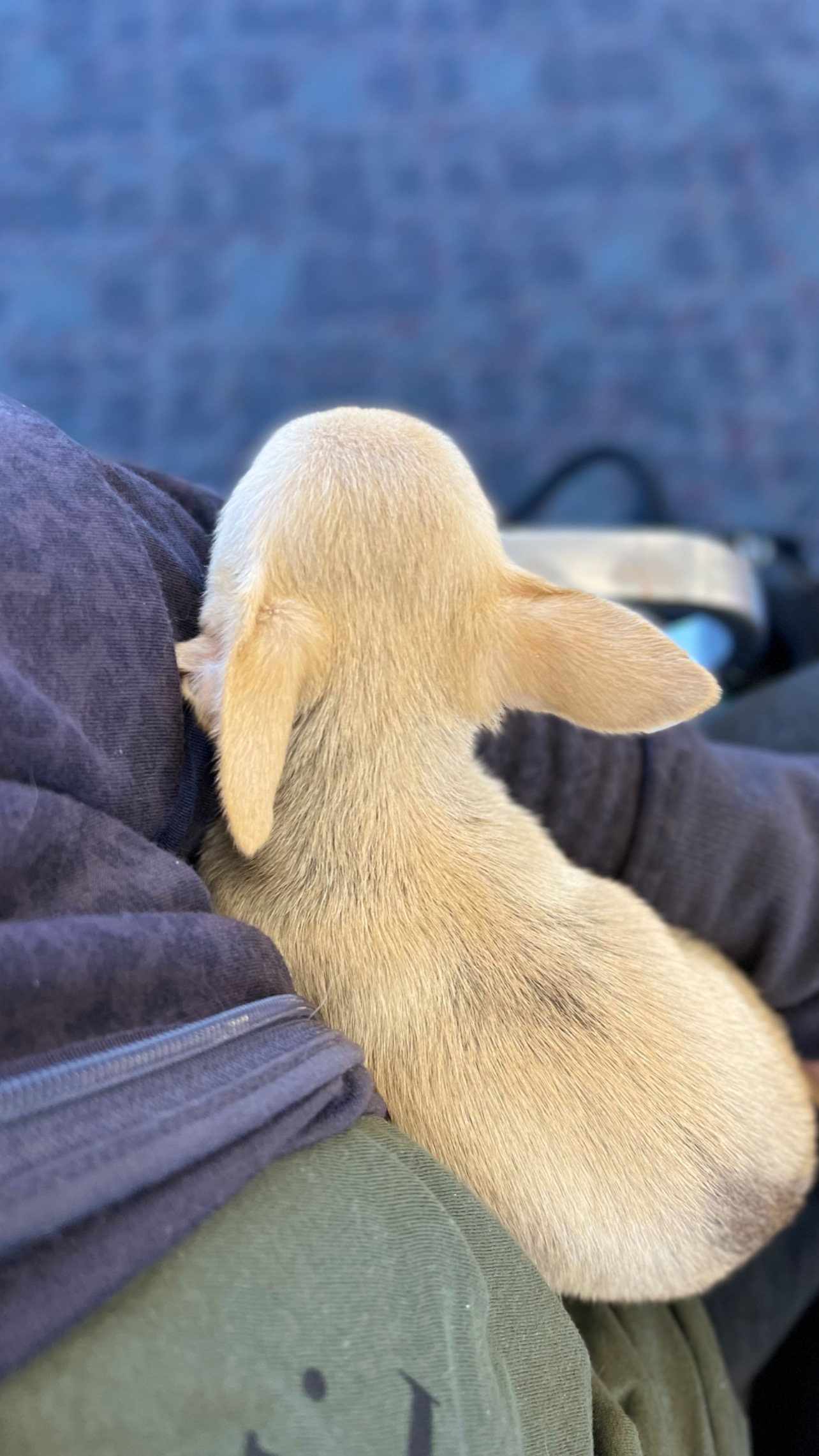 Flight Pet Nanny transporting a Chihuahua puppy from Orlando, Florida to Orange County, California