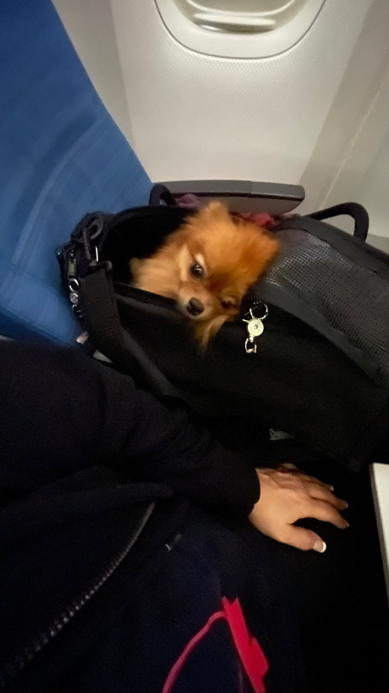 Flight Pet Nanny transporting a Pomeranian from São Paulo, Brazil to Thessaloniki, Greece