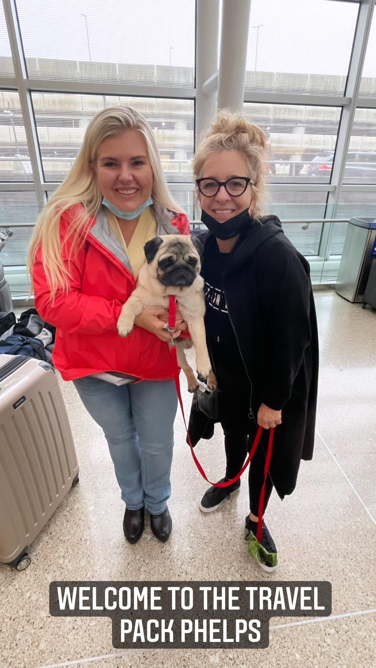 Flight Pet Nanny transporting a Pug from Seattle to Kiev