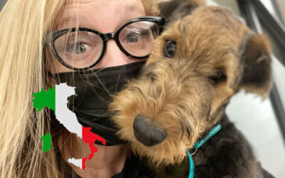 Airedale Terrier Headed to Rome