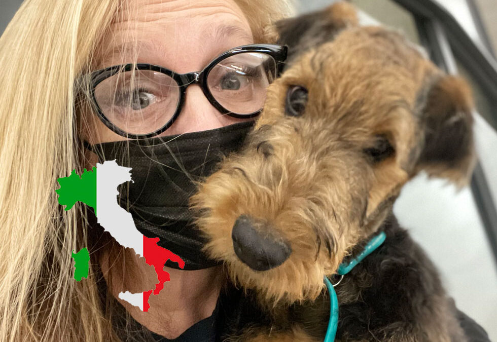 Flight Pet Nanny transporting an Airedale Terrier from Washington DC to Rome, Italy