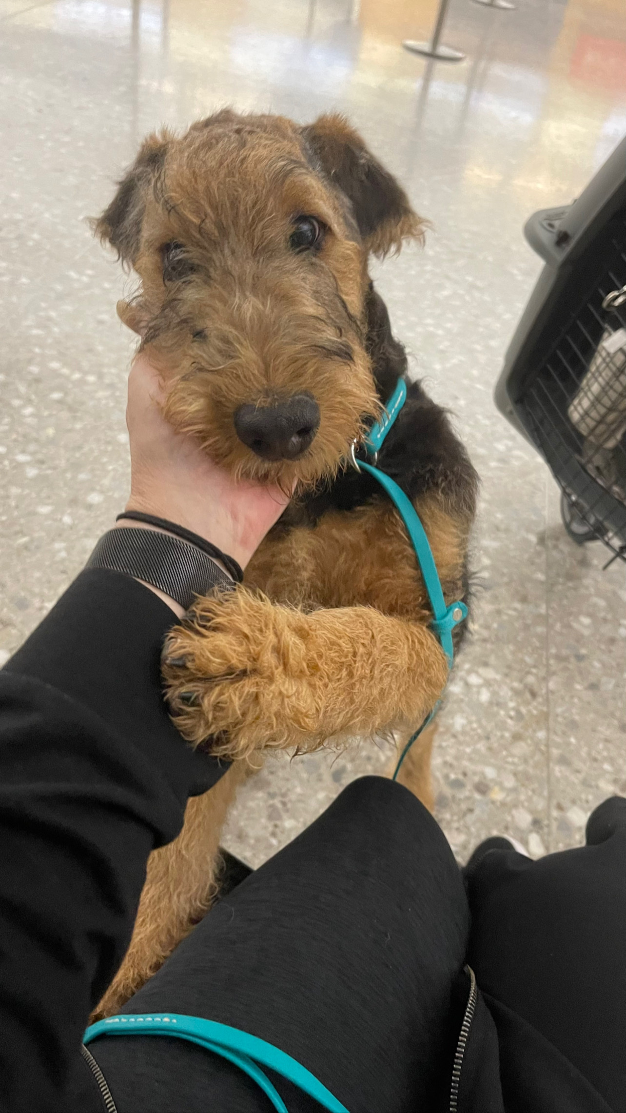 Flight Pet Nanny transporting an Airedale Terrier from Washington DC to Rome, Italy