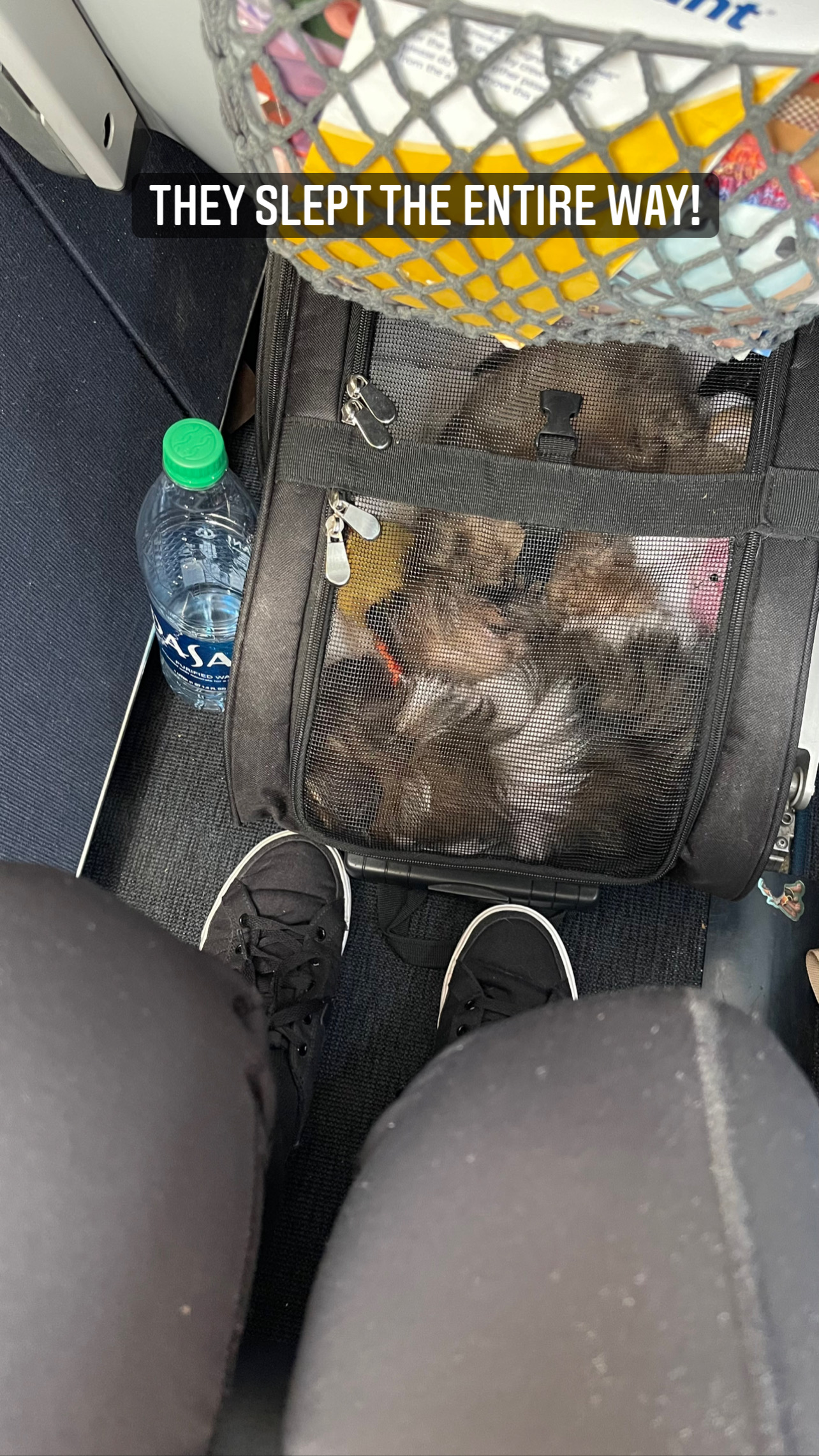 Flight Pet Nanny transporting a two Miki puppies from Orlando, Florida to Peoria, Illinois