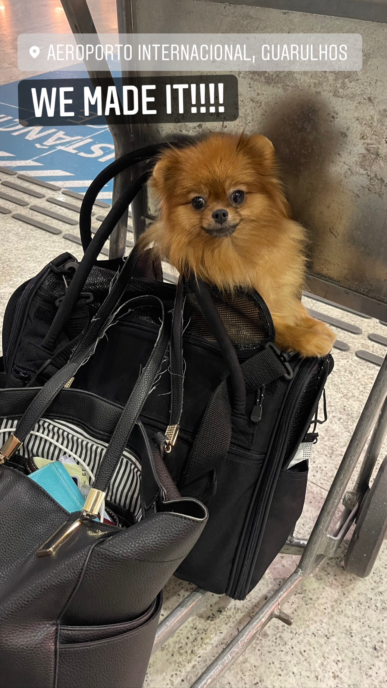 Flight Pet Nanny transporting a Pomeranian from São Paulo, Brazil to Thessaloniki, Greece