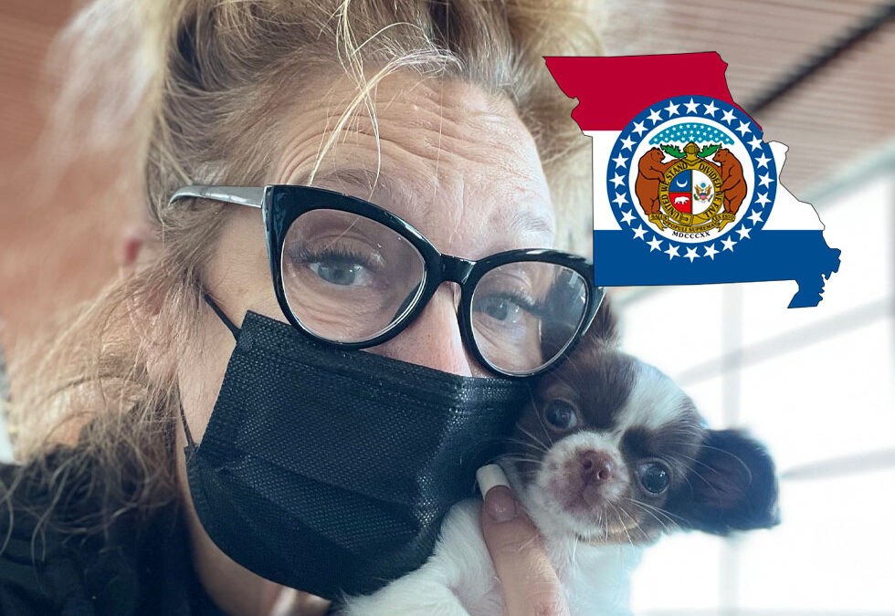 Flight Pet Nanny transporting a Chihuahua puppy New Orleans to St Louis