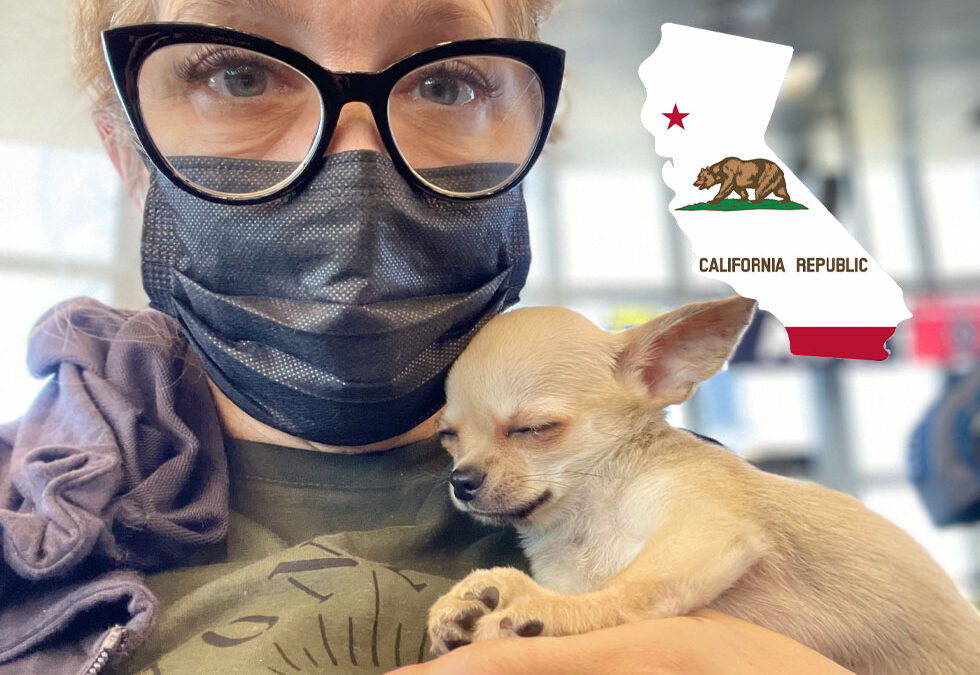 Flight Pet Nanny transporting a Chihuahua puppy from Orlando, Florida to Orange County, California