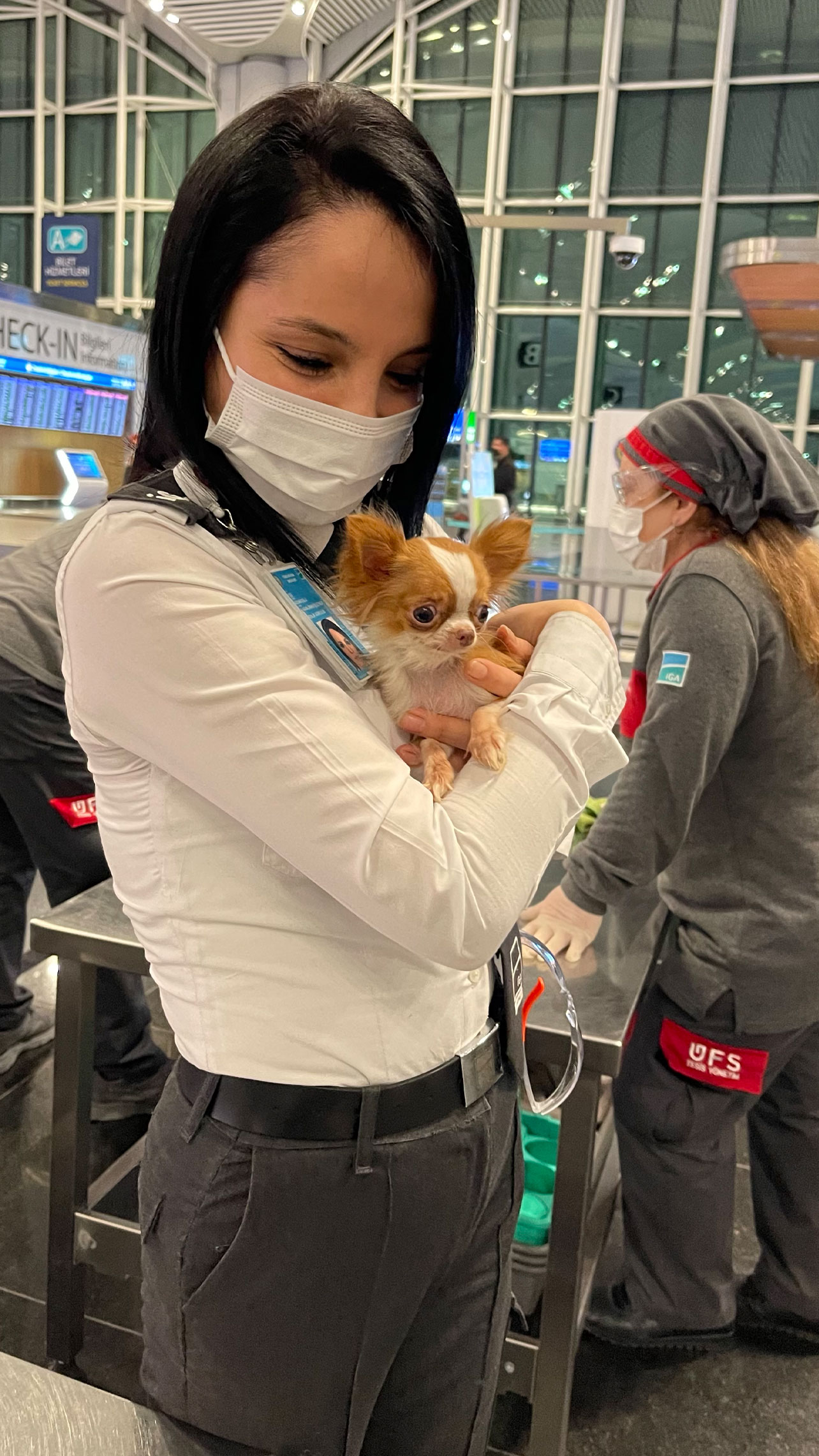 Flight Pet Nanny transporting a Special Needs Chihuahua from Bangkok, Thailand