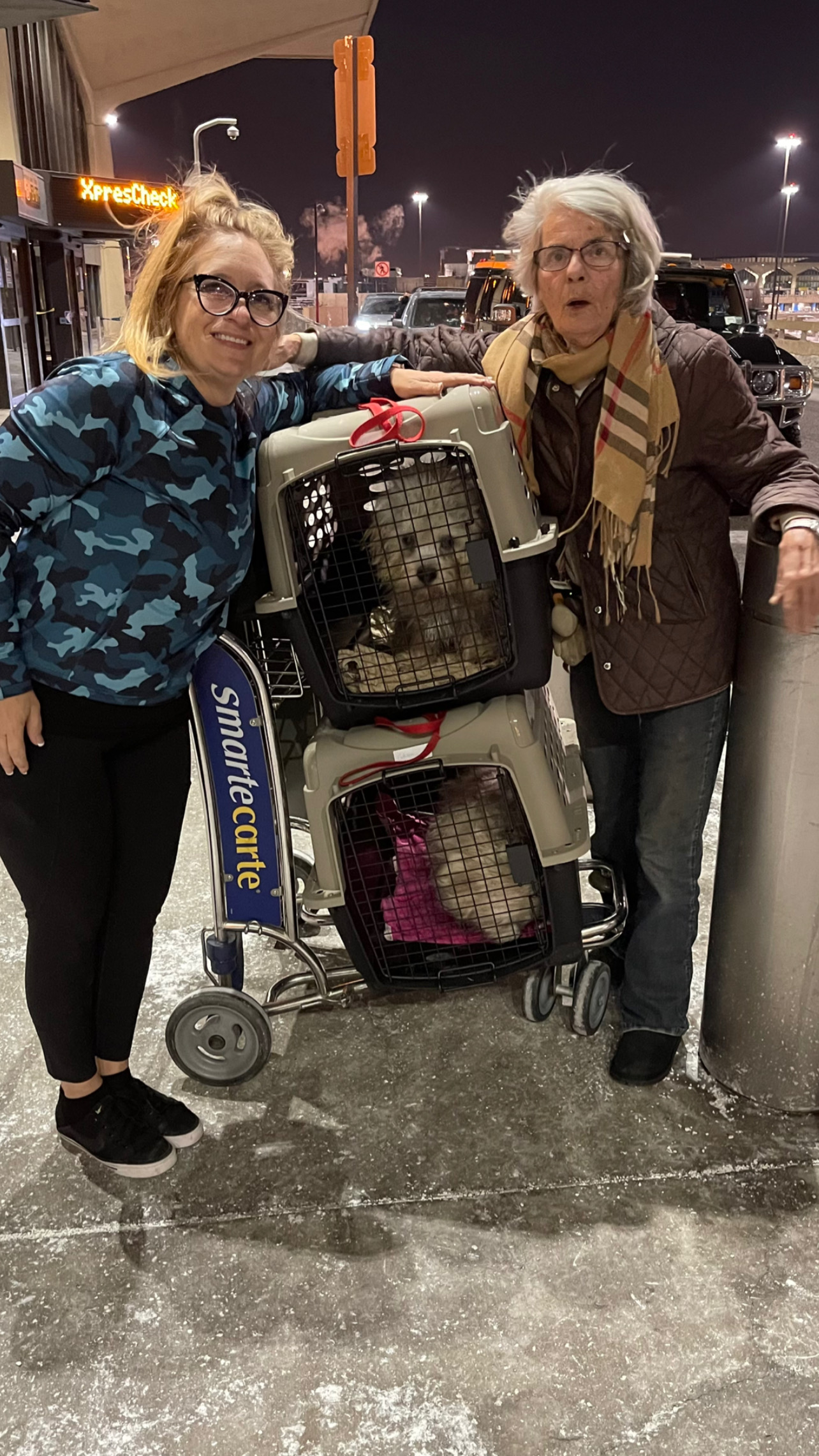 Flight Pet Nanny transporting a Dandie Dinmont Terrier from Newark, NJ to Bangkok, Thailand