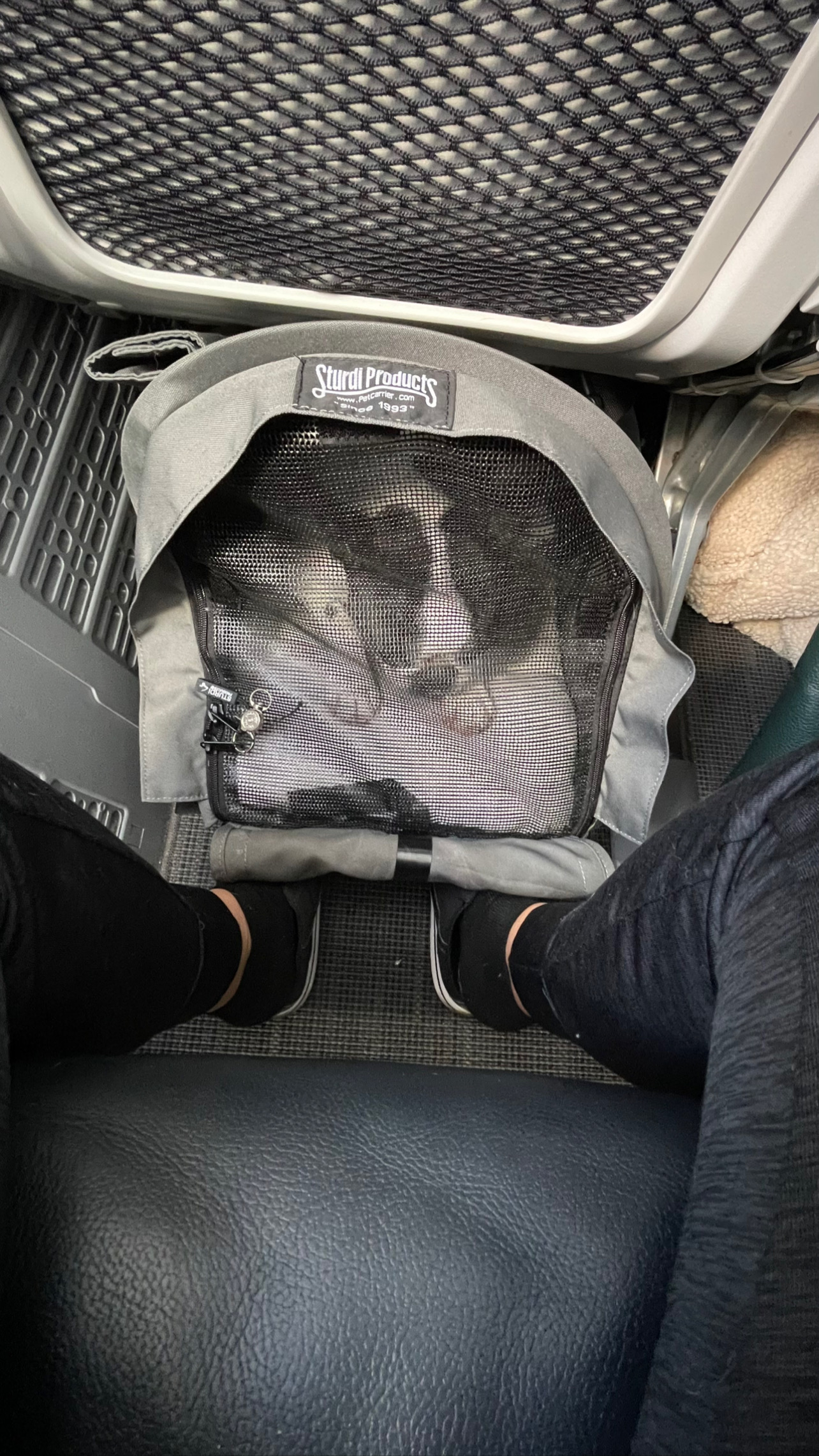 Flight Pet Nanny transporting a Boston Terrier from Seattle, Washington to Stockholm, Sweden