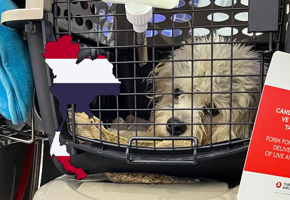 Flight Pet Nanny transporting a Dandie Dinmont Terrier from Newark, NJ to Bangkok, Thailand